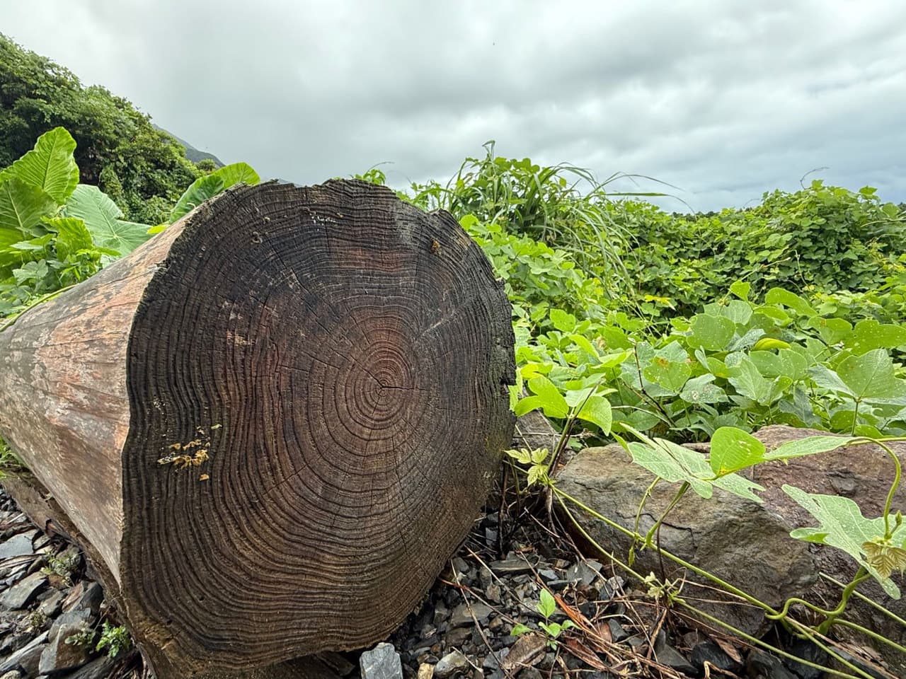 切り株の年輪。まわりには緑の草地が広がっている